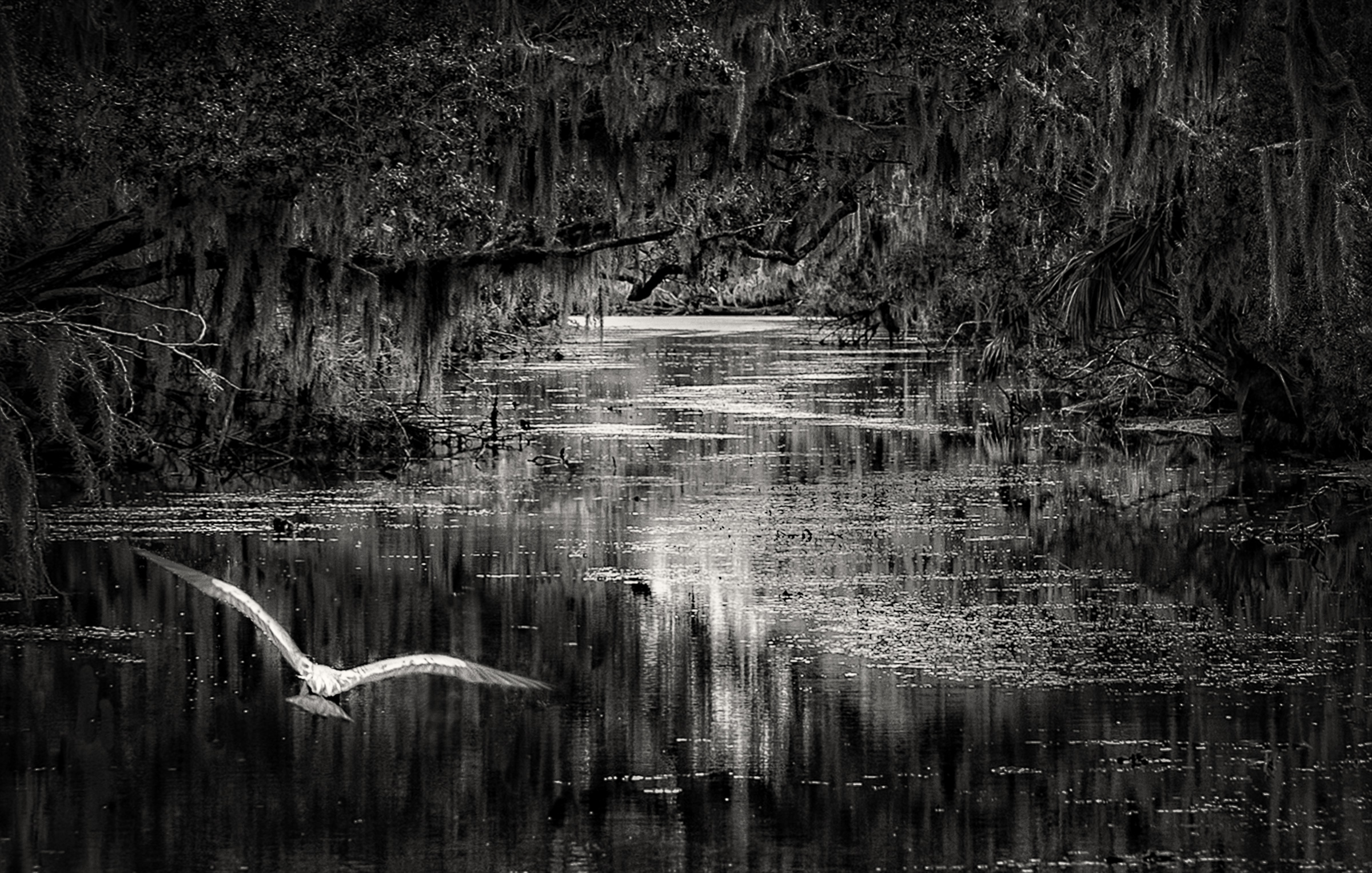 Deep in the Bayou | Shutterbug